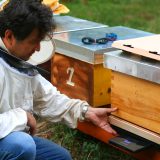 Apiloger pčelinja vaga – senzori koji nude nadu u spašavanju pčelinjih kolonija