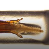 Pčele jedine na svijetu piju nektar na dva načina, što im daje pristup daleko širem rasponu cvijeća nego većini drugih oprašivača